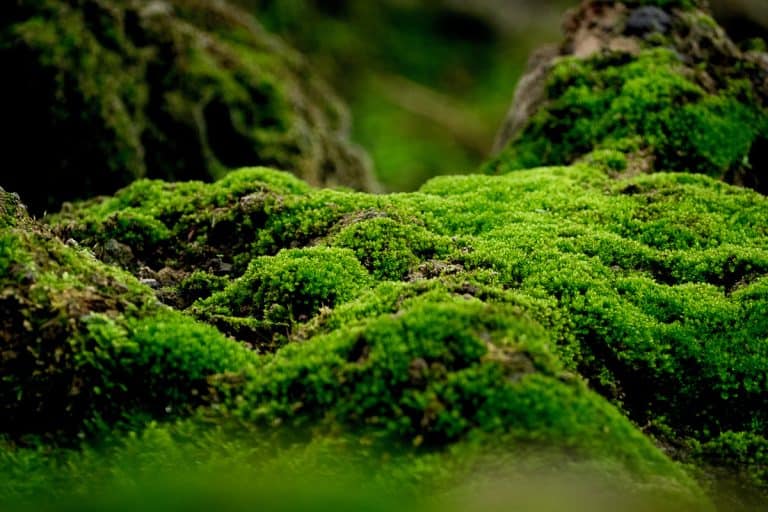 Beautiful green moss on the floor, moss closeup, macro, Planting Moss in Your Garden: Where and How to Do It Right