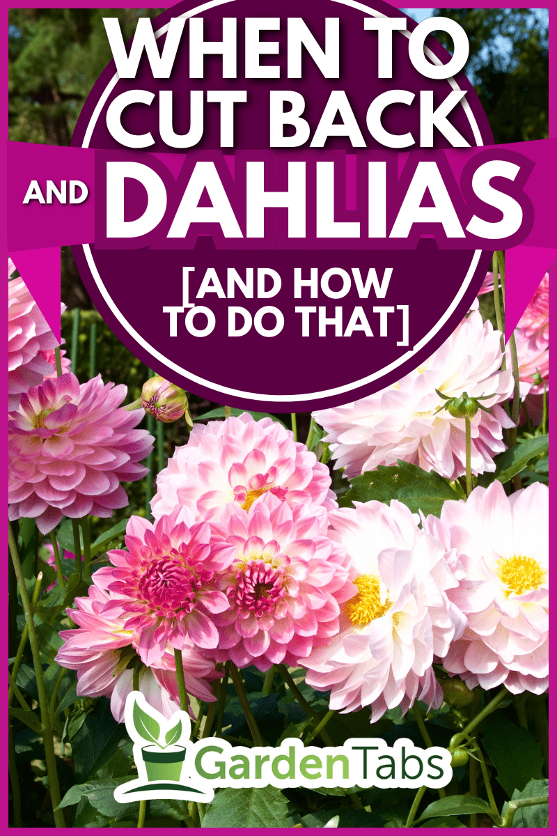 Beautiful pink dahlia in garden. A picture of the beautiful pink dahlia. - When To Cut Back Dahlias (And How To Do That)?