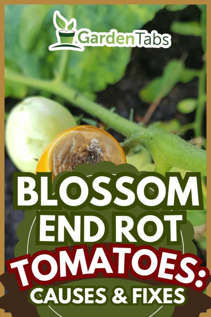 Blossom-End Rot on tomato caused by calcium deficiency.