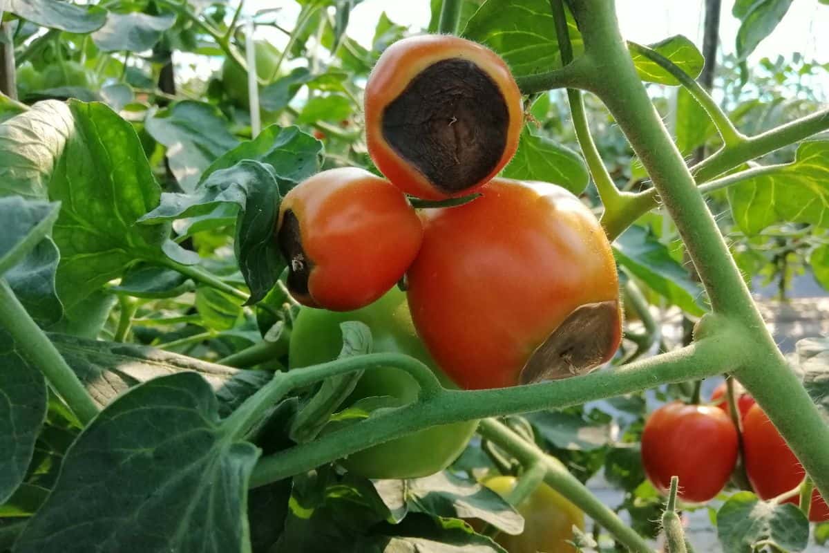 Blossum​ end rot Tomato​ Agriculture​ Plant​