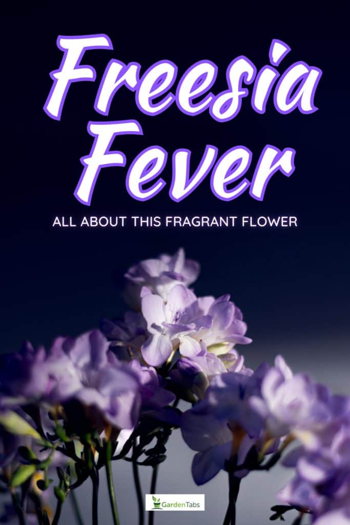Bunch of purple freesia flowers on dark background, Freesia Fever: Everything You Need to Know About Planting This Fragrant Flower