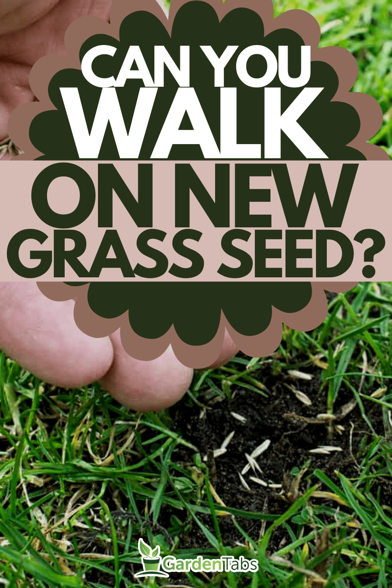Grass seeds in the hand, Can You Walk On New Grass Seed?