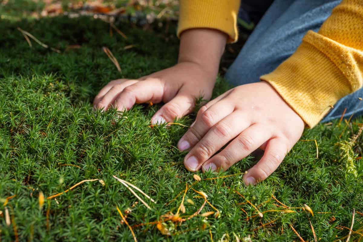 Child is touching fluffy moss in summer forest.