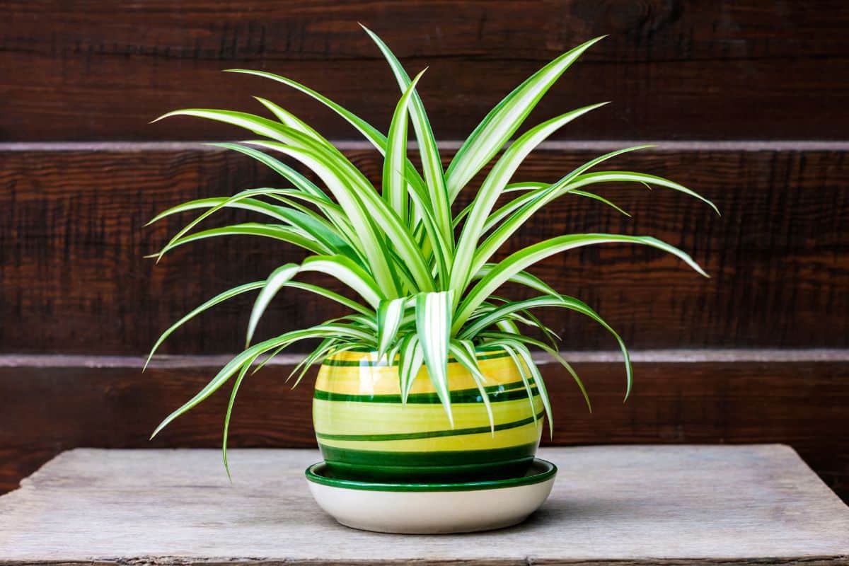 Chlorophytum comosum (also known spider plant, airplane plant, St. Bernard's lily, spider ivy, ribbon plant, and hen and chickens) in a pot on the wooden fence background