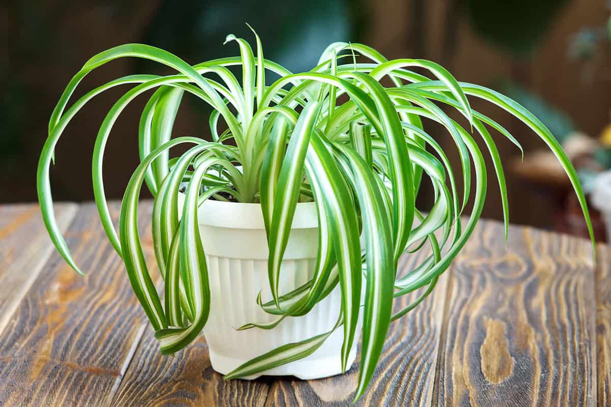 spider plant in a white pot