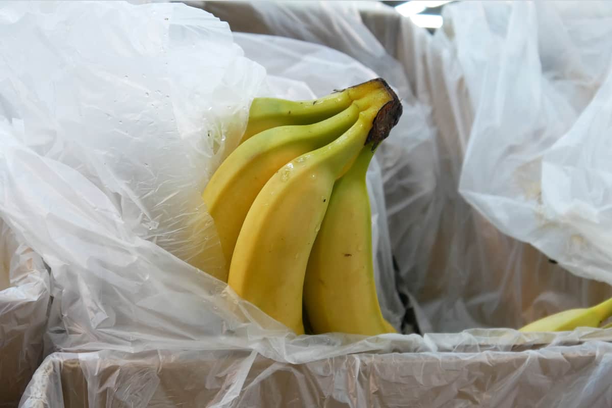 Close-up of a beautiful bunch of bananas in a trading box