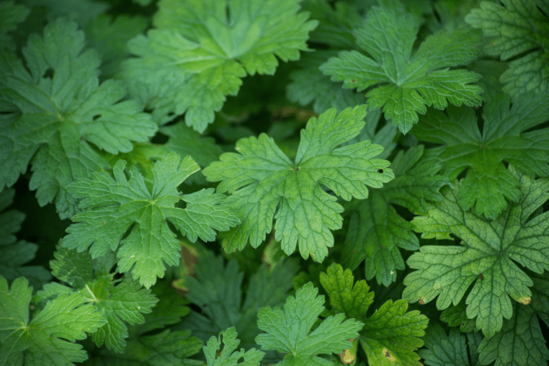 Close up of wild geranium leaves in a public garden, How To Keep Geranium Leaves Green: Tips And Tricks For Healthy Foliage