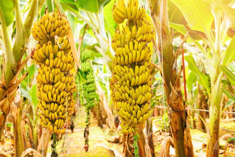 Banana Harvesting 101: A bunch of banana, The Ultimate Guide to Picking, Storing, and Ripening Your Fruit