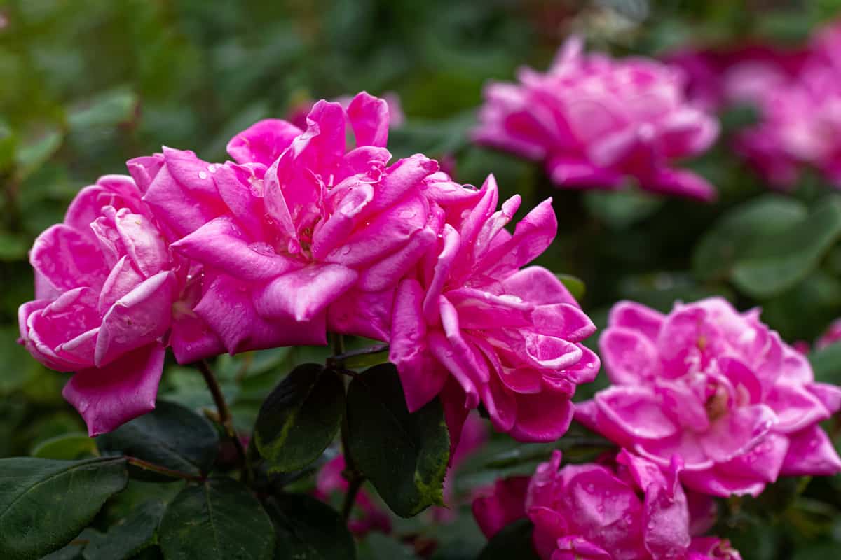 Closeup of Pink Knockout Roses in a Garden