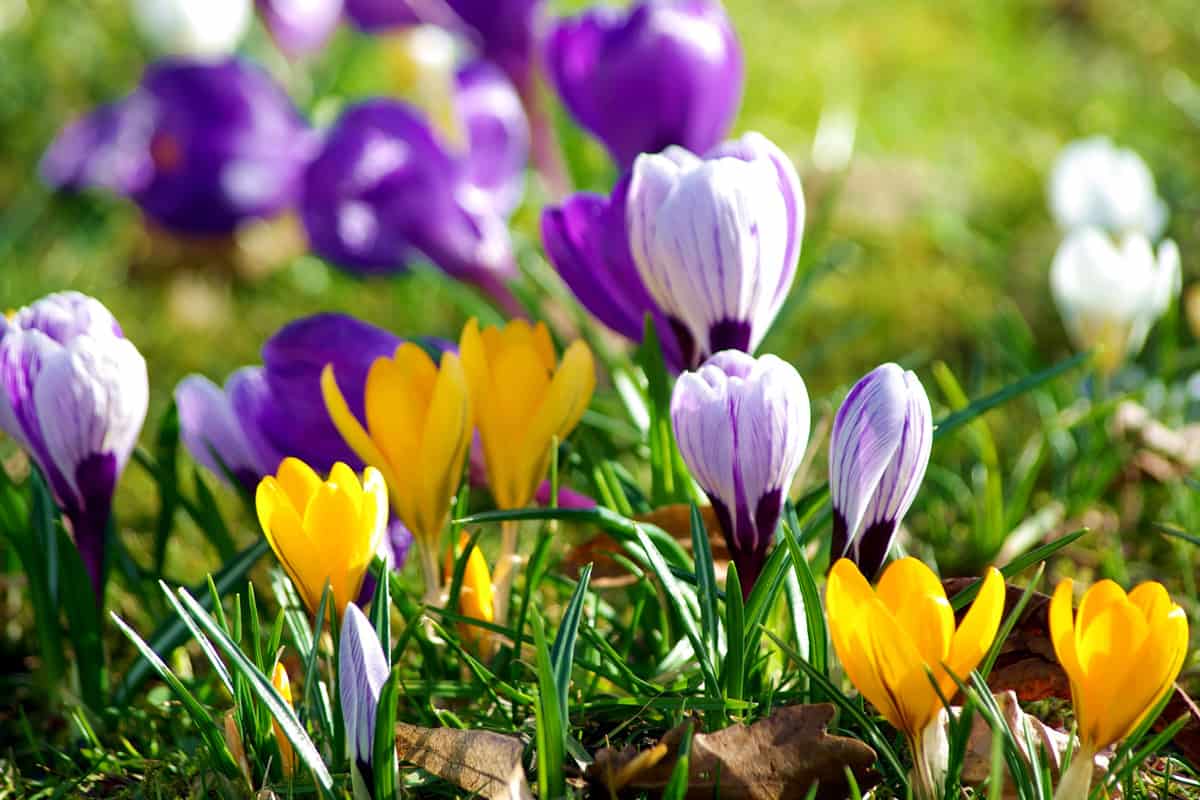 Colorful crocus flowers on a meadow in springtime