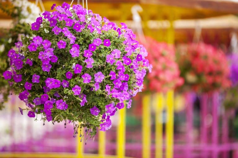 Colorful petunias in hanging pots, 8 Low Maintenance Outdoor Hanging Plants You Will Love