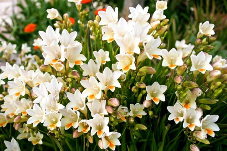Composition of beautiful blooming white freesia in a garden
