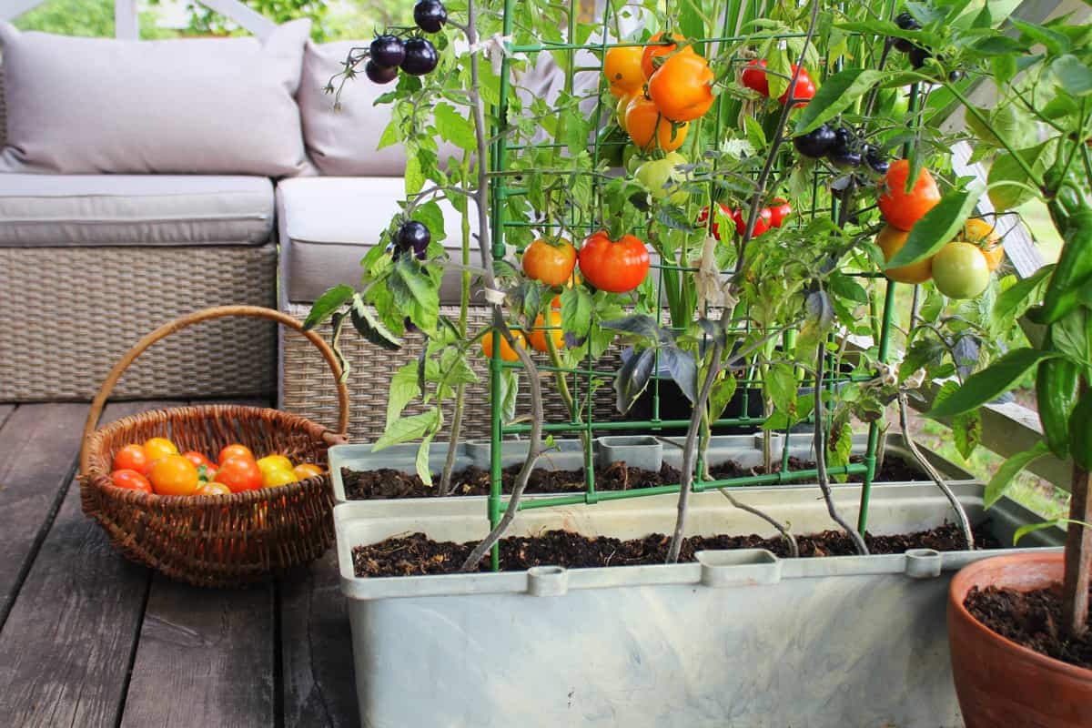Container vegetables gardening. Vegetable garden on a terrace. Red, orange, yellow, black tomato