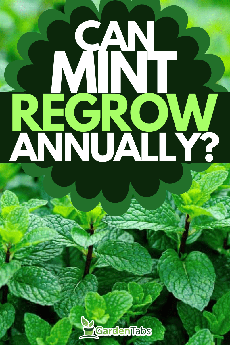 mint plant grow at vegetable garden, Does Mint Grow Back Every Year?