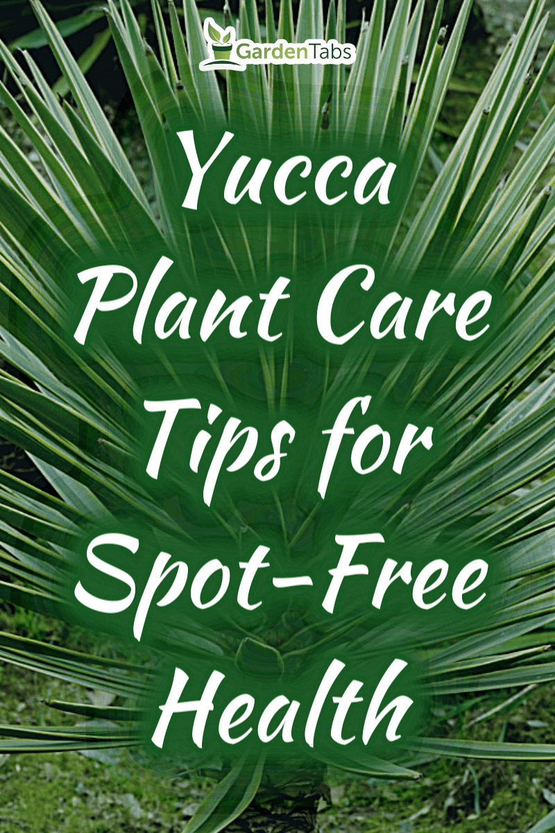 Don't Let Black Spots Bring Your Yucca Plant Down: Tips and Tricks for a Healthy Plant