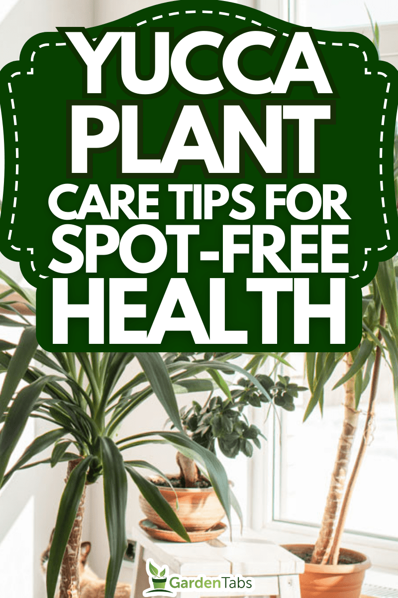 Don't Let Black Spots Bring Your Yucca Plant Down: Tips and Tricks for a Healthy Plant