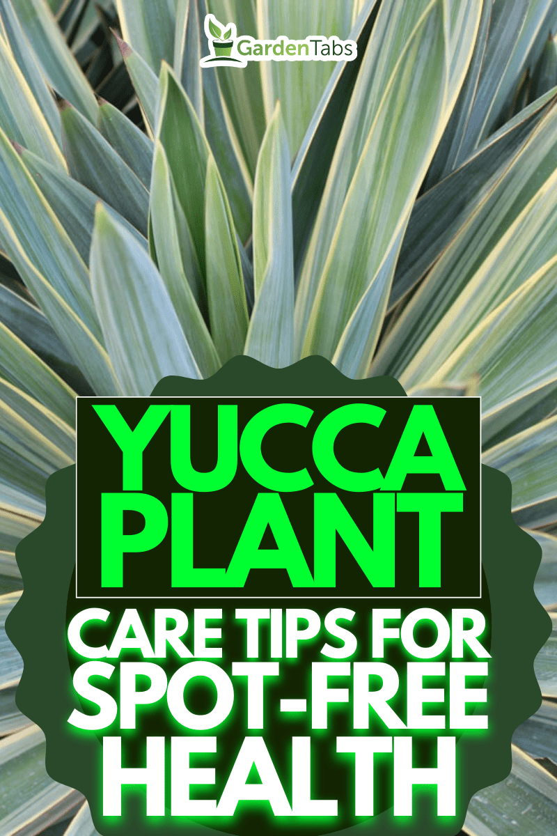 Close Up Variegated Yucca Desert Plant Succulent West Texas, Don't Let Black Spots Bring Your Yucca Plant Down: Tips and Tricks for a Healthy Plant