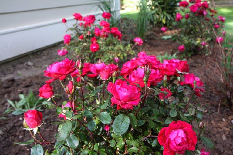 Double red knock out roses planted in yard