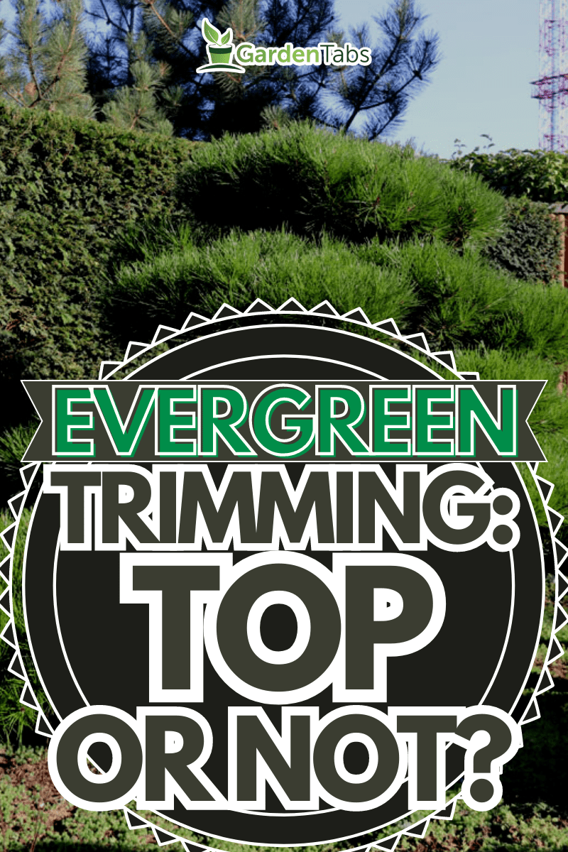 Evergreen Trimming: To Top or Not to Top