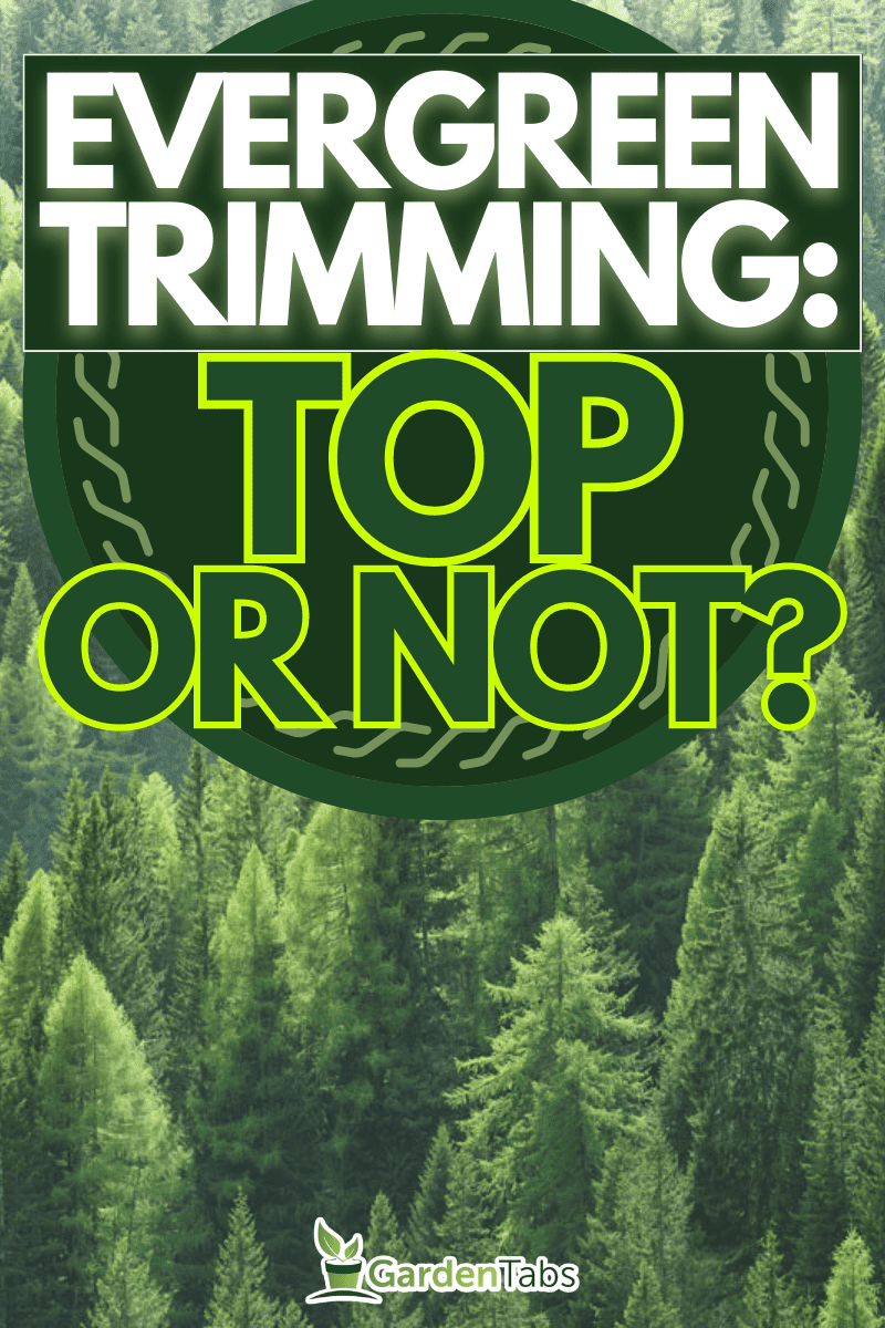 Evergreen Trimming: To Top or Not to Top