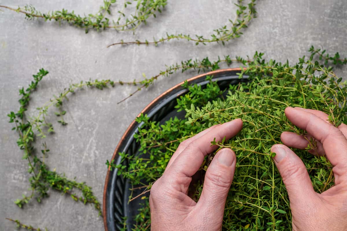 Female hands hold fresh thyme - thymus serpyllum - in metal tray on concrete background.