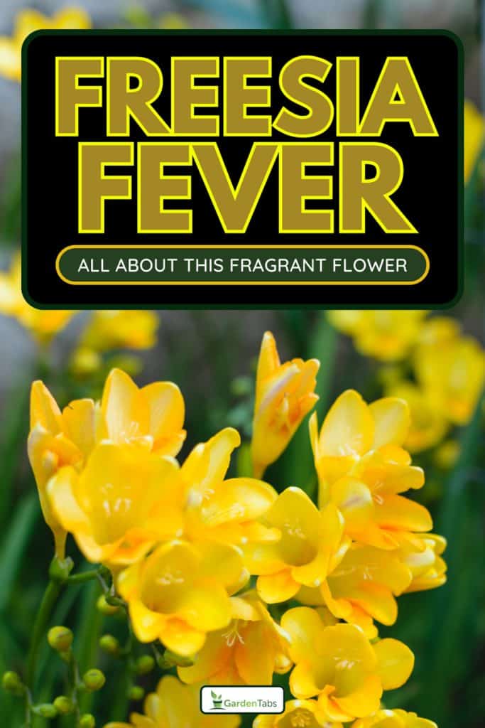 Freesia golden yellow flowers close up, Freesia Fever: Everything You Need to Know About Planting This Fragrant Flower