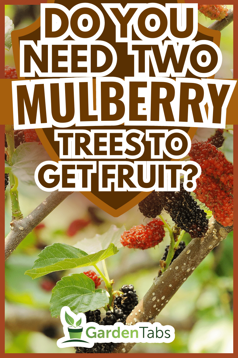 Fresh ripe mulberry berries on tree - Do You Need Two Mulberry Trees To Get Fruit?