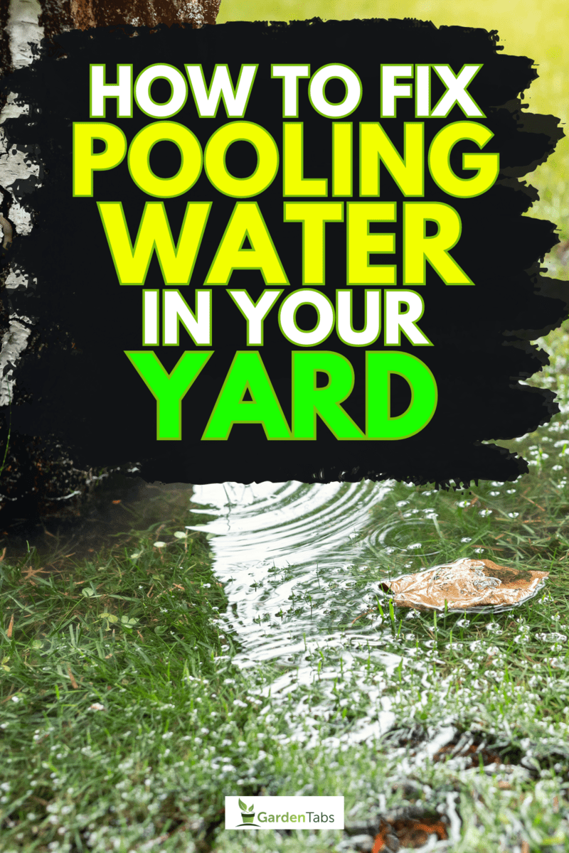 Garden bushes, tree and green grass lawn covered with water, Pooling Water In Your Yard? Here's How To Fix It!