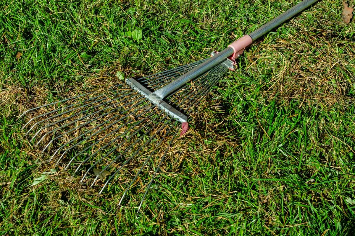 Garden rake on a green lawn with pine needles close up