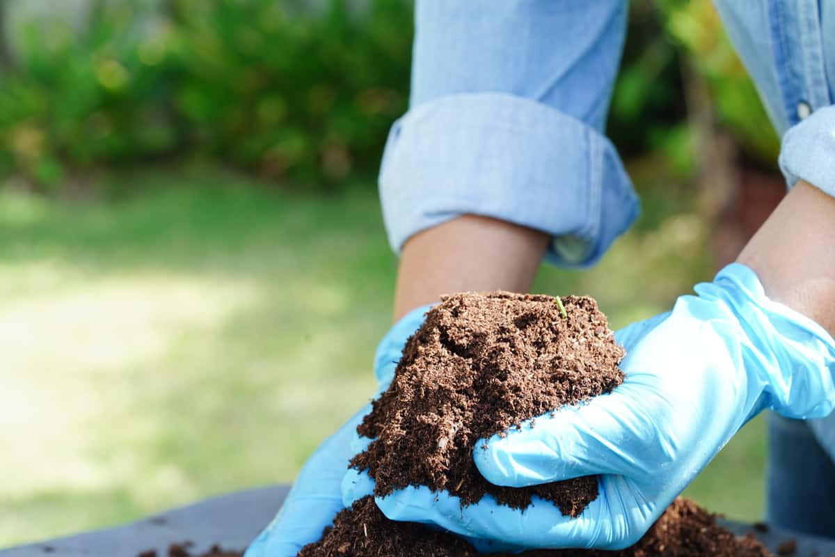 Gardener holding a patch of organic fertilizer