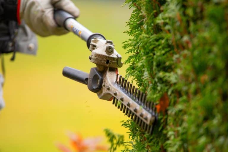 Gardener services. Cutting a hedge of evergreens. Gas or electric trimmer blade, close-up selective focus. Trims the thuja bush. - When To Trim Evergreen Bushes For Your Region: Tips And Advice