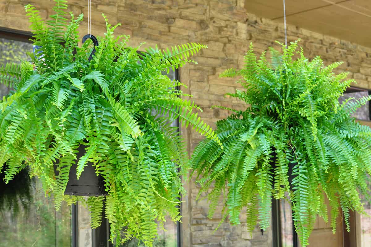 Green Ferns in hanging planters