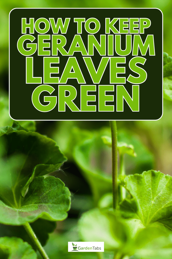 Green geranium leaves, How To Keep Geranium Leaves Green: Tips And Tricks For Healthy Foliage