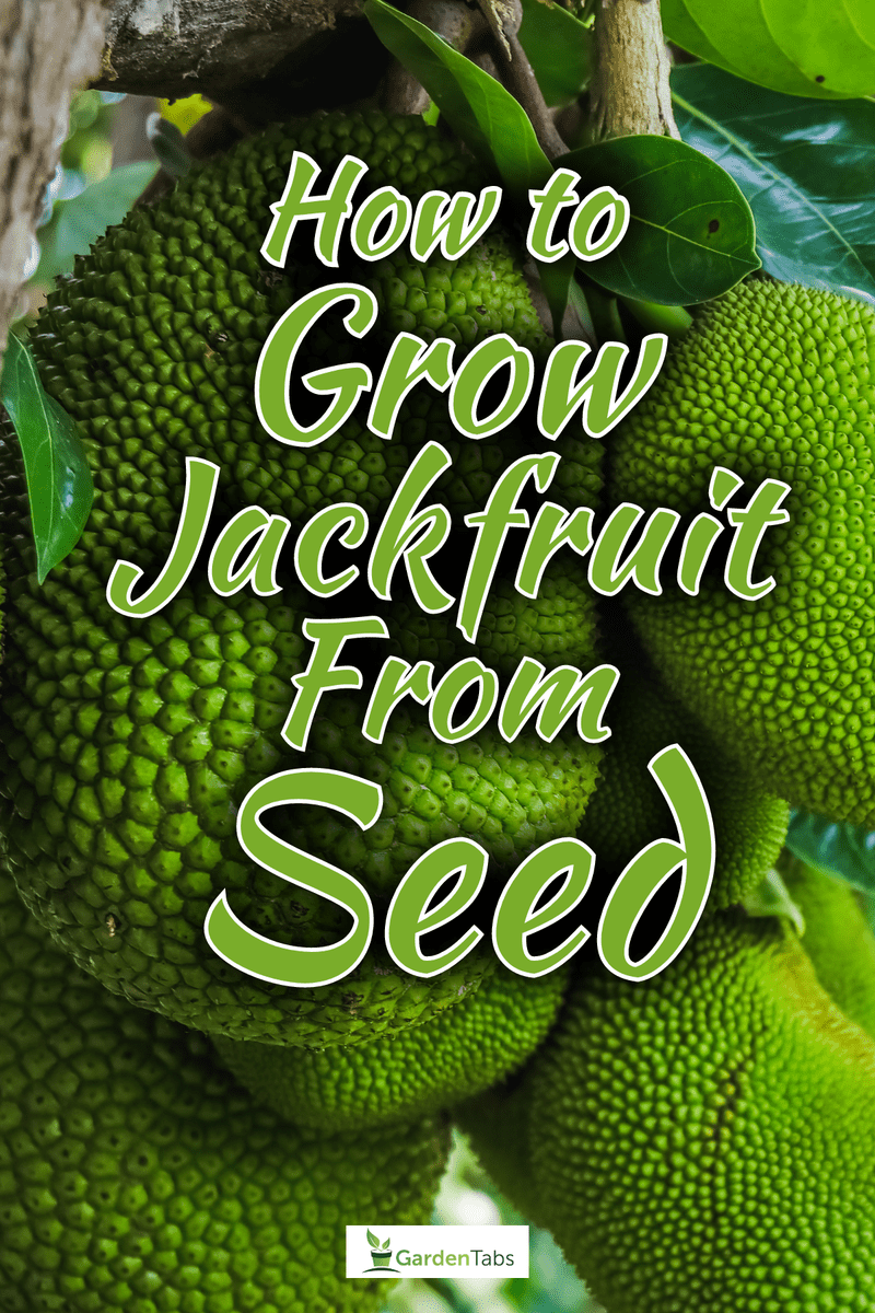 Green jackfruit on the tree with leaves, How To Grow Jackfruit From Seed