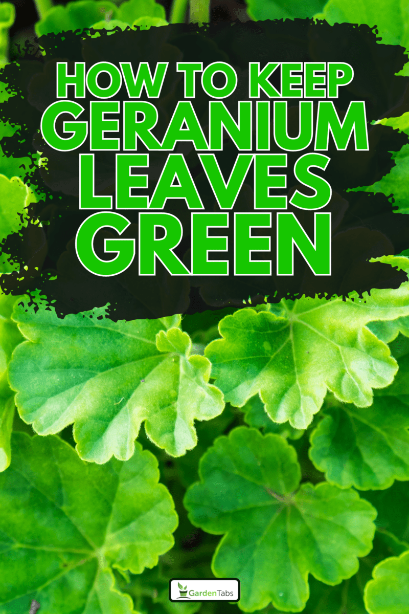 Green leaves geranium pattern in garden, How To Keep Geranium Leaves Green: Tips And Tricks For Healthy Foliage