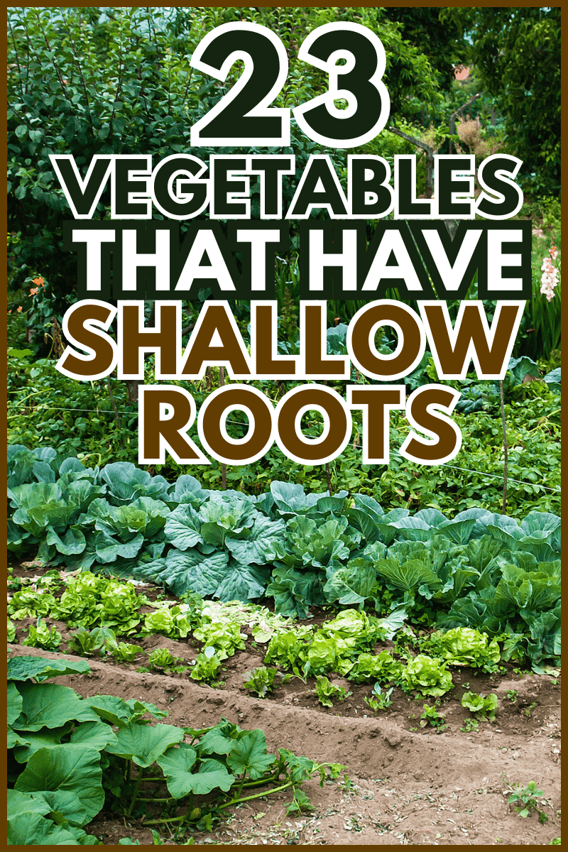 Growing food in domestic vegetable garden. - 23 Vegetables That Have Shallow Roots