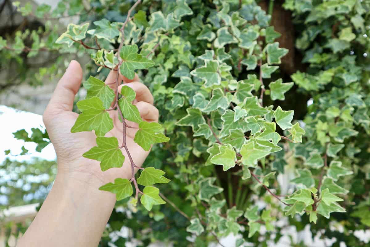 hand holding hedera helix is the common ivy, English ivy, European ivy, or just ivy, is a species of flowering plant in the family Araliaceae, native to most of Europe and western
