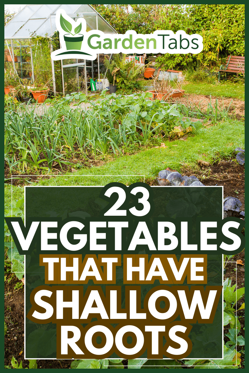 Home garden Allotment - 23 Vegetables That Have Shallow Roots