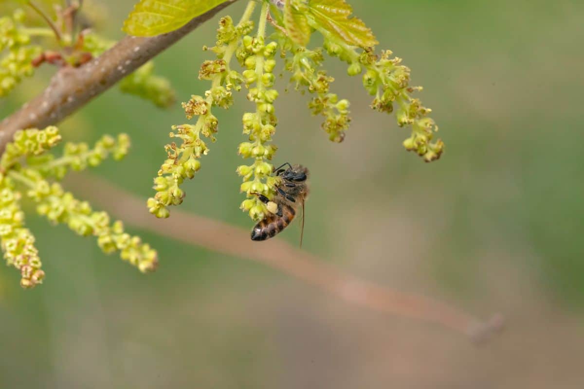 Honey bee collects pollen from a flowering mulberry tree in spring.