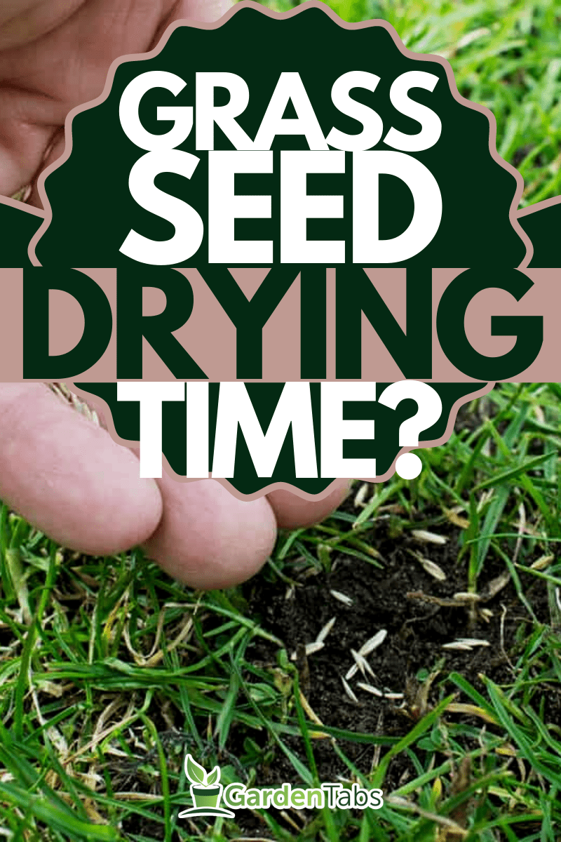 Grass seeds in the hand, How Quickly Does Grass Seed Dry Out?