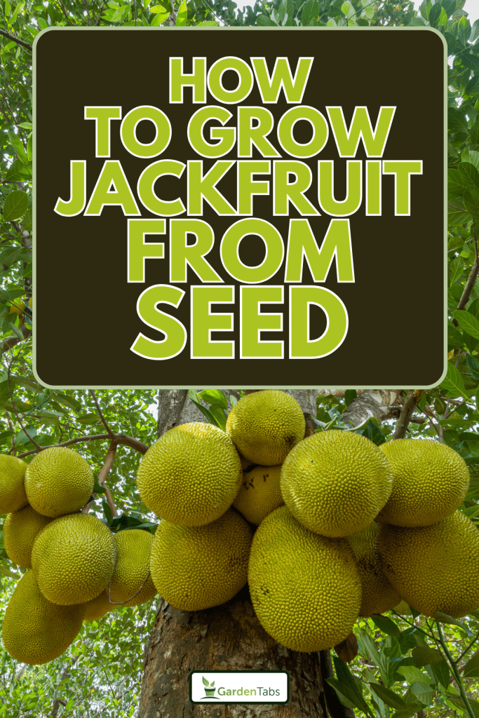 Jackfruit tree with lots of jackfruits hanging, How To Grow Jackfruit From Seed