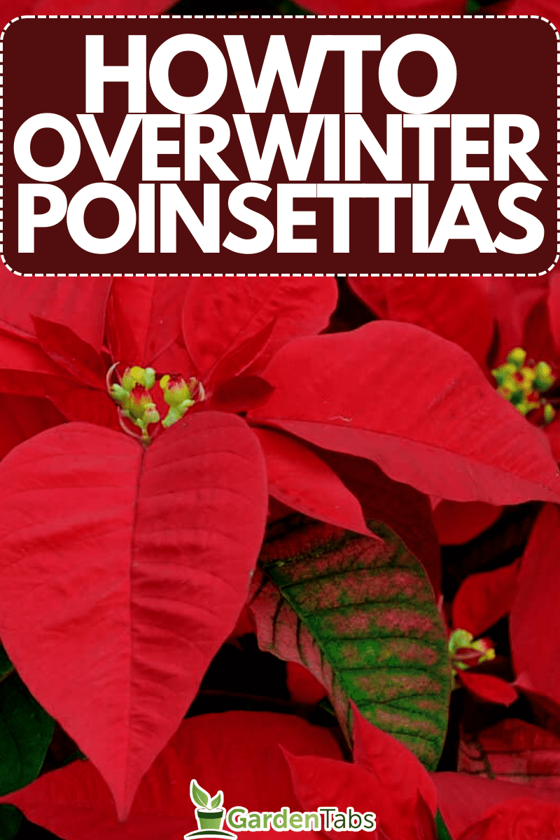 Red poinsettia flowers closeup, How To Overwinter Poinsettias
