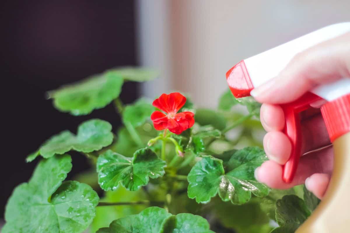 In his hand, a sprayer with water for spraying red geranium
