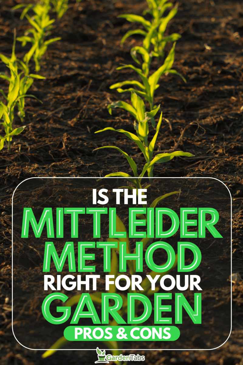 Is-the-Mittleider-Method-Right-for-Your-Garden-A-Look-at-the-Pros-and-Cons