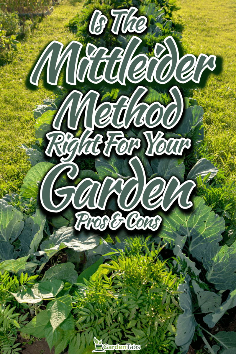 Is-the-Mittleider-Method-Right-for-Your-Garden-A-Look-at-the-Pros-and-Cons1