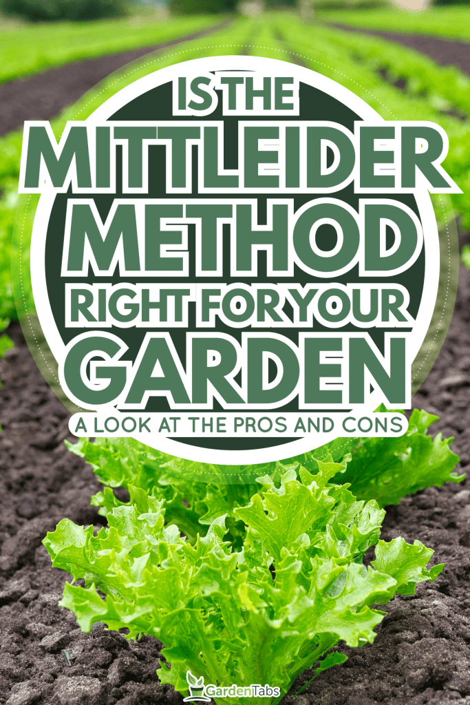 Lettuce are grown in long, straight rows across the length of the field a mittleider farming, Is the Mittleider Method Right for Your Garden? A Look at the Pros and Cons