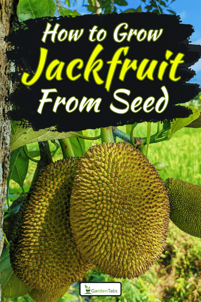 Jackfruit on jackfruit tree on nature leaves background, How To Grow Jackfruit From Seed