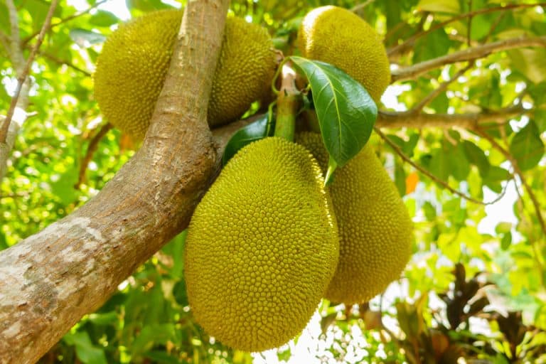 Jackfruit on tree with blurry background, How To Grow Jackfruit From Seed