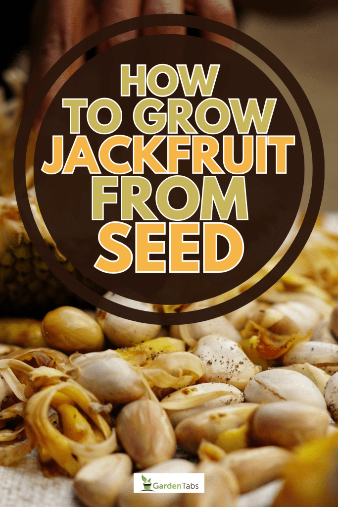 Jackfruit seeds are wasted after being eaten by the contents, How To Grow Jackfruit From Seed