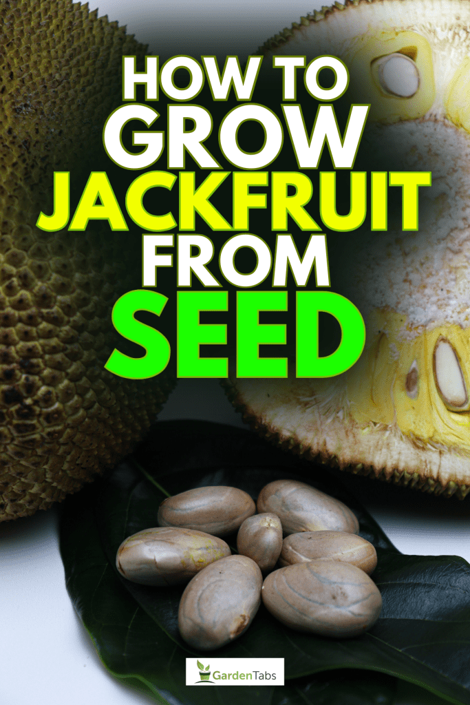 Jackfruit with seed and leaf, How To Grow Jackfruit From Seed